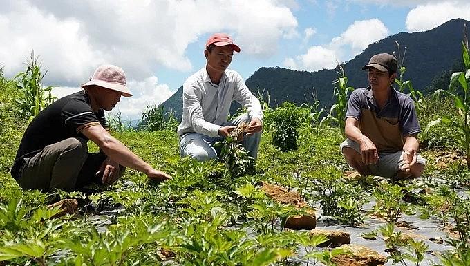 Sâm Ngọc Linh: đánh thức "kho vàng xanh" giữa đại ngàn