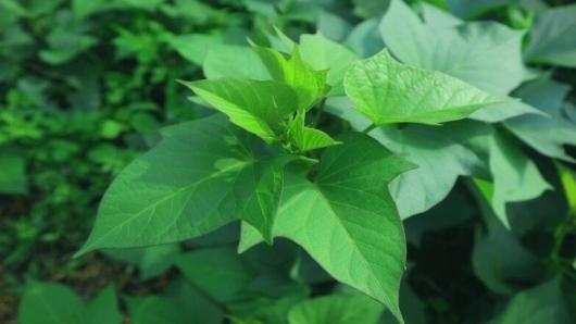 Loại lá xuất khẩu triệu USD mang trong mình hoạt chất quý