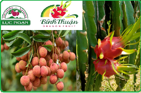 Vải thiều Lục Ngạn và thanh long Bình Thuận được bảo hộ chỉ dẫn địa lý tại Nhật Bản thuộc top 10 sự kiện khoa học và công nghệ 2021 Vải thiều Lục Ngạn và thanh long Bình Thuận được bảo hộ chỉ dẫn địa lý tại Nhật Bản thuộc top 10 sự kiện khoa học và công nghệ 2021