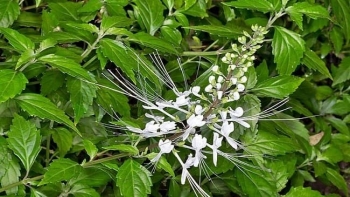 Những bài thuốc dân gian đơn giản từ cây râu mèo