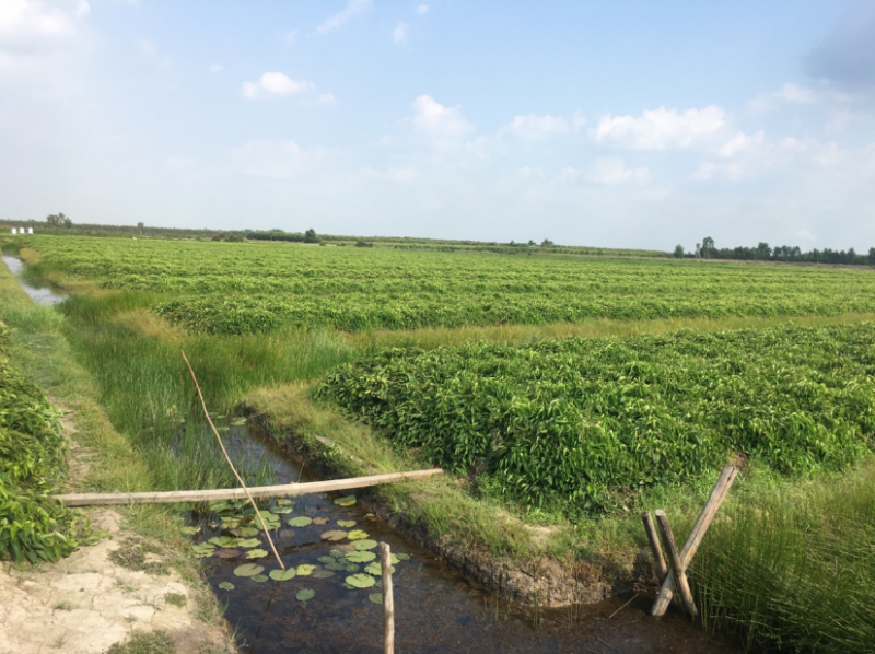 Bảo hộ chỉ dẫn địa lý “Bến Kè” cho sản phẩm khoai mỡ Bảo hộ chỉ dẫn địa lý “Bến Kè” cho sản phẩm khoai mỡ