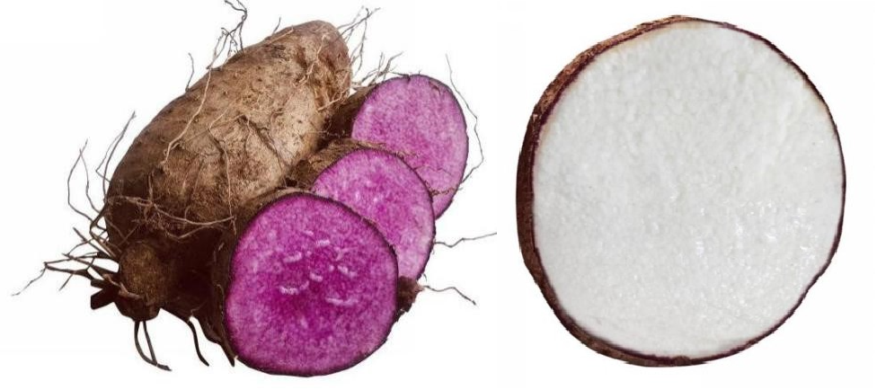 Bảo hộ chỉ dẫn địa lý “Bến Kè” cho sản phẩm khoai mỡ Bảo hộ chỉ dẫn địa lý “Bến Kè” cho sản phẩm khoai mỡ