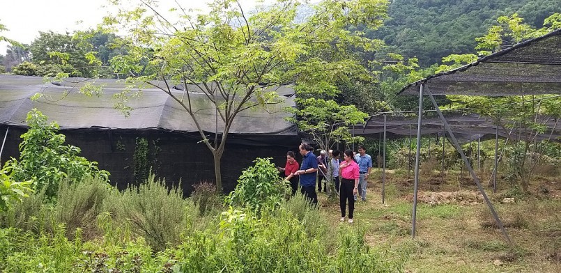 VNPS: Trao Quyết định công nhận Hội viên chính thức đối với HTX Bảo tồn và phát triển Dược liệu Sóc Sơn