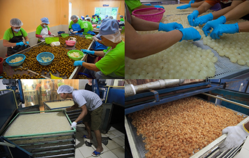 Bảo hộ chỉ dẫn địa lý “Lamphun” cho sản phẩm nhãn sấy khô cơm vàng Bảo hộ chỉ dẫn địa lý “Lamphun” cho sản phẩm nhãn sấy khô cơm vàng