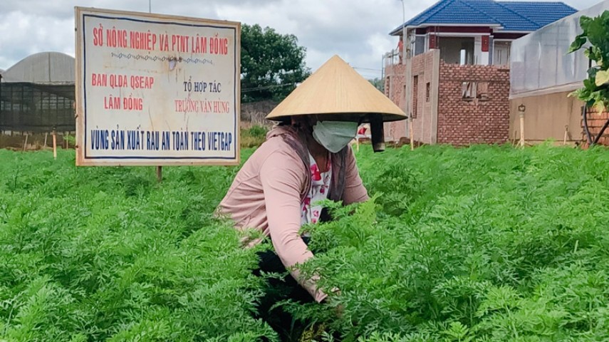 Lâm Đồng: Xây dựng vùng cà rốt sạch mang thương hiệu Xuân Thọ