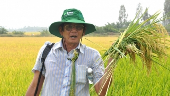 Sức hút từ gạo Ông Cua ST25 với các nhà nhập khẩu quốc tế