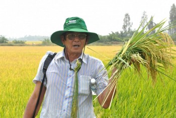 Sức hút từ gạo Ông Cua ST25 với các nhà nhập khẩu quốc tế