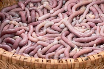 Sá sùng - đặc sản thượng hạng ở Quảng Ninh xưa chỉ dành cho vua chúa