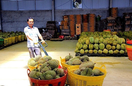 Thương lái kiểm tra từng trái sầu riêng để nhập hàng, đem đi xuất khẩu - Ảnh: TT Thương lái kiểm tra từng trái sầu riêng để nhập hàng, đem đi xuất khẩu - Ảnh: TT