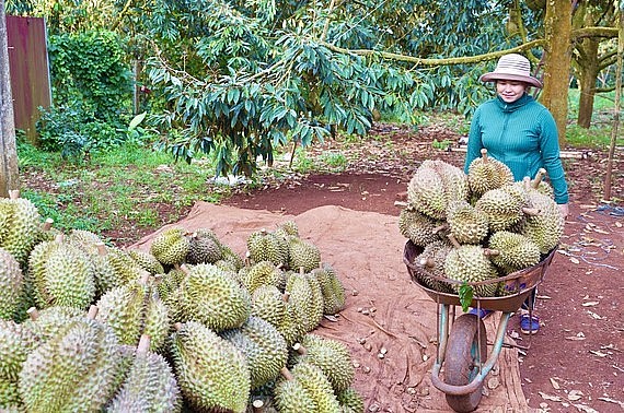Nông dân lo lắng vì nhiều mã vùng trồng sầu riêng được doanh nghiệp có mã cơ sở đóng gói quản lý, sử dụng Ảnh: TA Nông dân lo lắng vì nhiều mã vùng trồng sầu riêng được doanh nghiệp có mã cơ sở đóng gói quản lý, sử dụng Ảnh: TA