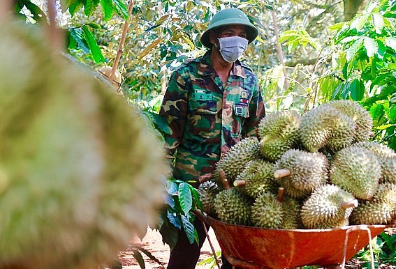Hiện có khoảng 1.500ha sầu riêng Đắk Lắk đã có mã vùng trồng, Đắk Lắk phấn đấu năm 2023 sẽ nâng lên khoảng 3.000ha - Ảnh: TT Hiện có khoảng 1.500ha sầu riêng Đắk Lắk đã có mã vùng trồng, Đắk Lắk phấn đấu năm 2023 sẽ nâng lên khoảng 3.000ha - Ảnh: TT