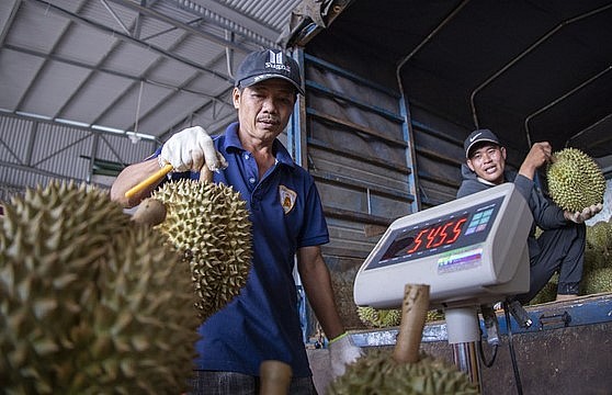 Quy trình kiểm tra, đánh giá chất lượng trước khi đóng gói rất gắt gao - Ảnh: HG Quy trình kiểm tra, đánh giá chất lượng trước khi đóng gói rất gắt gao - Ảnh: HG
