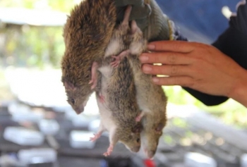 Săn chuột sau mùa gặt, “hốt" bạc triệu mỗi ngày