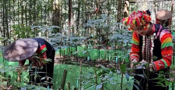 Hội chợ sâm Lai Châu nơi lan tỏa giá trị cây tiền tỷ