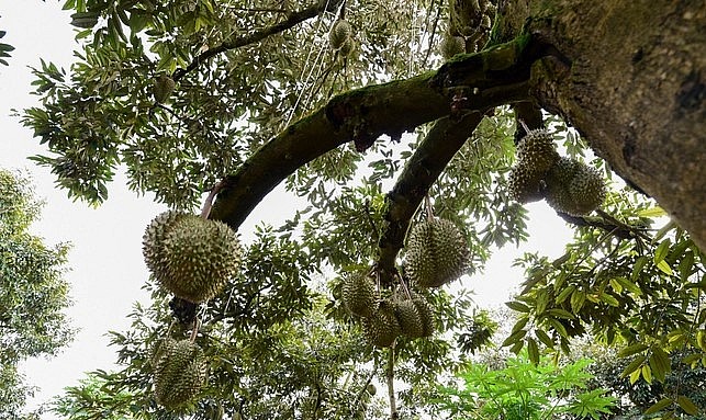 Để duy trì và mở rộng hệ thống mã số vùng trồng sầu riêng, các doanh nghiệp cần đoàn kết và tạo ra sự đồng thuận với người dân. Ảnh: Tùng Đinh. Để duy trì và mở rộng hệ thống mã số vùng trồng sầu riêng, các doanh nghiệp cần đoàn kết và tạo ra sự đồng thuận với người dân. Ảnh: Tùng Đinh.