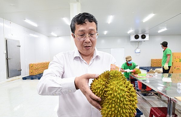 Ông Hoàng Trung kiểm tra sầu riêng trong quá trình sơ chế trước khi đóng gói xuất khẩu sang Trung Quốc. Ảnh: Tùng Đinh. Ông Hoàng Trung kiểm tra sầu riêng trong quá trình sơ chế trước khi đóng gói xuất khẩu sang Trung Quốc. Ảnh: Tùng Đinh.