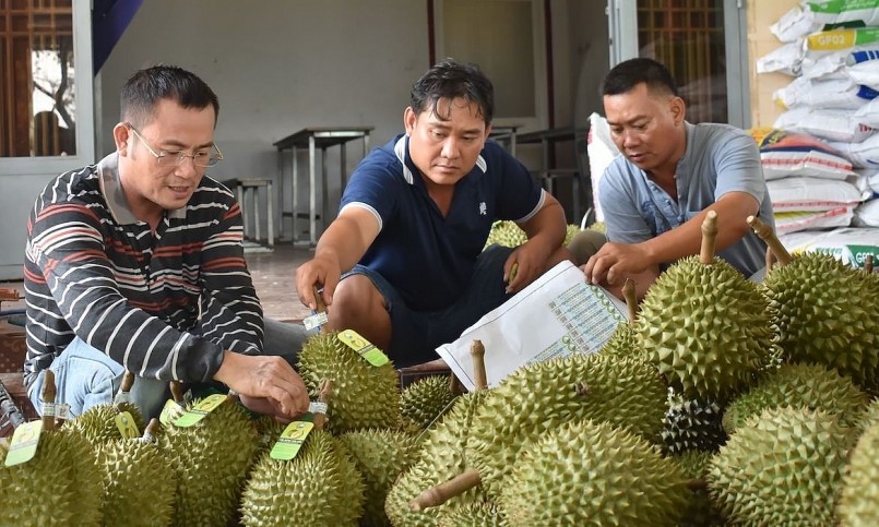 Tới này mới chỉ có trên 100 tấn sầu riêng được xuất khẩu chính ngạch. Tới này mới chỉ có trên 100 tấn sầu riêng được xuất khẩu chính ngạch.