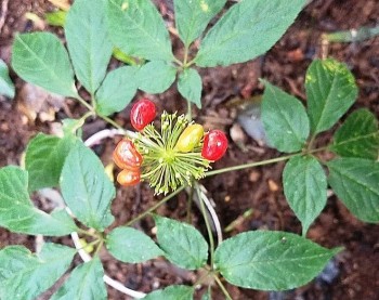 Tại sao hạt sâm Ngọc Linh có giá tới 240 triệu đồng/kg