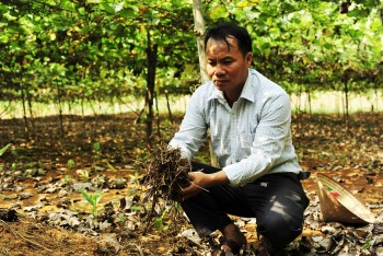 Anh nông dân “bắt cây ra củ” trên đất cằn, mỗi năm thu hơn 1 tỷ đồng