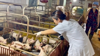 Chuyên gia bật mí 5 mẹo chăm sóc heo nái đẻ sòn sòn