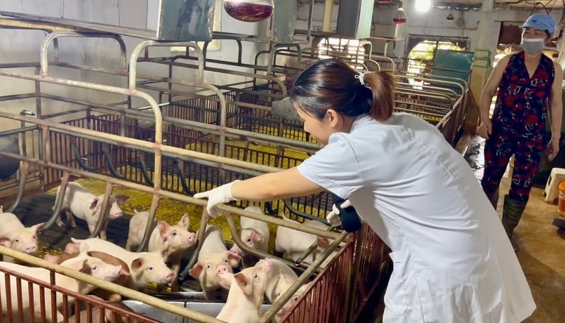 Chăm sóc heo nái là công đoạn rất quan trọng.