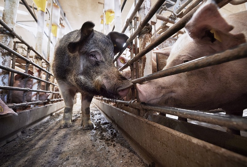 Cho heo nái ăn một chế độ chất lượng cao.