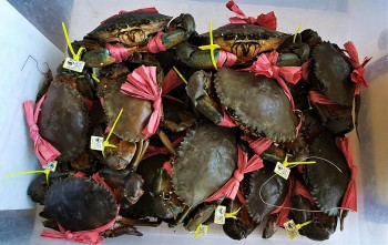 Sự kiện “Ngày hội Cua” sắp được tổ chức lần đầu tại Cà Mau