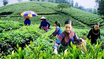 Chè Tân Cương - đặc sản nổi tiếng của Thái Nguyên