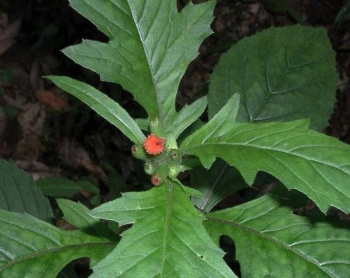 Rau xưa ăn “cứu đói”, tên như phương tiện giao thông, nay lên đời thành đặc sản nổi tiếng