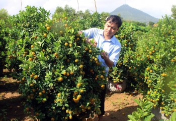 Thương lái nhộn nhịp đặt cọc mua quất Tết giá tăng vọt cả triệu đồng/cây