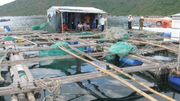 Bảo Hiểm Nông Nghiệp – Bài 3: Thị trường teo tóp, cần cú hích chính sách