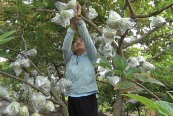 Những trái na khủng thu hoạch trái vụ giá tăng vọt, nông dân giàu to