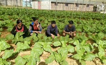 Trồng loại rau chấp cả mưa lẫn tuyết, nghe tên ai cũng muốn thử, nông dân vùng cao đổi đời