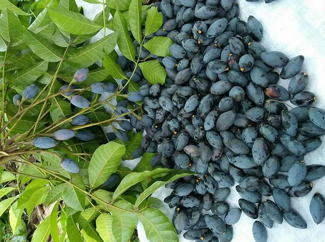 Loại quả được ví là 