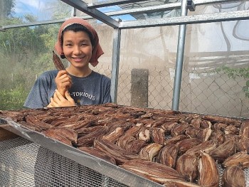 Bỏ việc bên trời Tây, cô gái về quê sấy nông sản quê hương, tưởng làm chơi hoá ra ăn thật, mỗi năm thu về 1 tỷ đồng