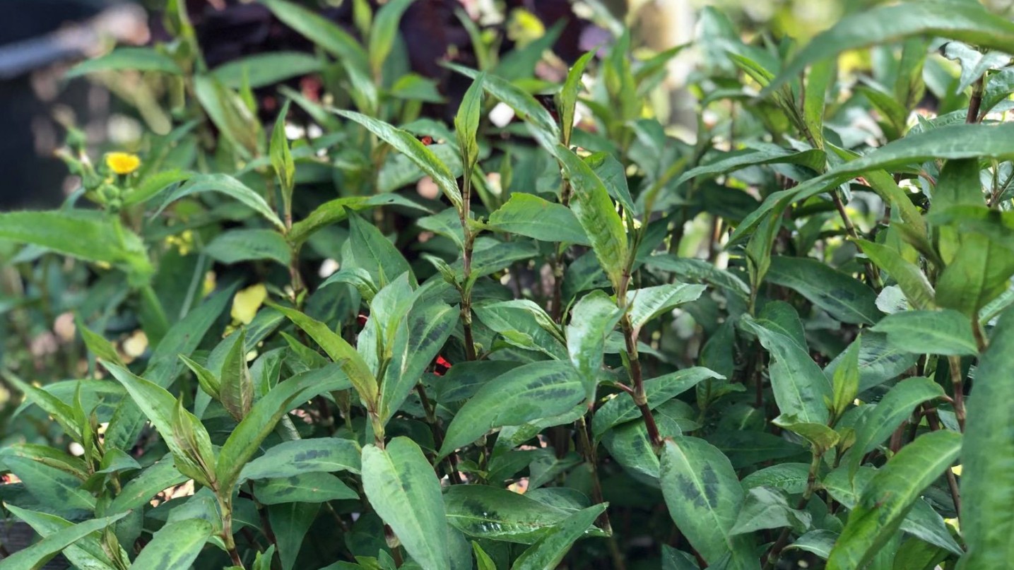 Loại rau trồng dễ như cỏ, không chỉ dùng làm gia vị mà còn là vị thuốc tốt cho sức khỏe