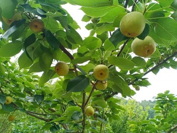 Trồng cây ra hoa trắng muốt, quả ăn mát đến tận ruột gan, tưởng chỉ để ngắm hoá ra lại thu bộn tiền