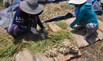 Nhiều vùng trồng thứ cây thu cả củ lẫn lá này, Việt Nam vẫn phải chi 376 tỷ đồng để nhập khẩu mỗi tháng