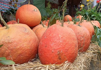 Nông dân vùng này “hốt bạc” nhờ trồng cây cho quả đỏ như son, xưa để tiến vua, nay thành đặc sản chưng Tết