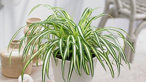 Tết sắp đến, rước 3 cây cảnh “mạ vàng, dát bạc” này  giúp mang đến tài lộc cho gia chủ