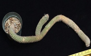 Sửng sốt với cây xương rồng nhìn như đoạn củi khô được rao bán gần 6 tỷ đồng