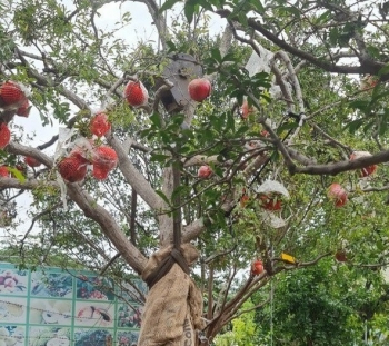 Chiêm ngưỡng các “cụ” lựu giá tiền tỷ khủng nhất Việt Nam, đại gia đòi mua chủ nhân quyết không bán