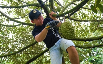 Năm 2023 sầu riêng Việt Nam sẽ trở thành trái cây tỷ đô nếu làm được điều này