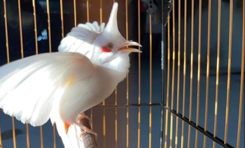 Thót tim ngắm loài chim kỳ lạ bé bằng nắm tay giá nửa tỷ đồng và bí quyết kiếm tiền tỷ