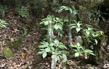 Ngược đời bỏ phố lên rừng, ai ngờ thu tiền tỷ nhờ trồng dược liệu trên dãy Ngọc Linh