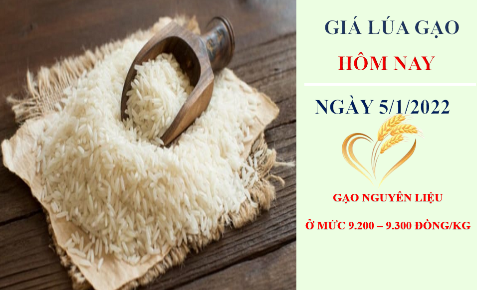 Giá lúa gạo hôm nay 5/1/2022: Giá lúa đông xuân ở mức 7.000 – 7.800 đồng/kg