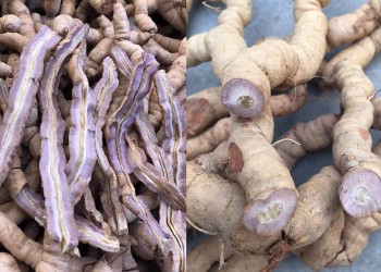 Người đầu tiên đưa cây dược liệu quý lên đất cằn, lão nông miền núi lộ bí quyết thu tiền tỷ