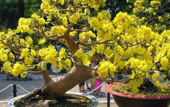 Lạc lối trong vườn mai 4.000 cây của nông dân Bình Phước, chỉ hai cây đã có giá tiền tỷ