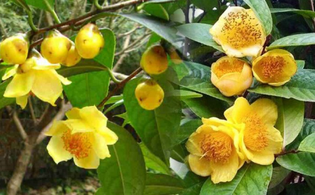 Kỳ lạ, 1.000 cây trà hoa vàng mọc trong rừng già không ai hay, người dân quý như “báu vật”