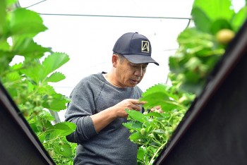 Trồng dâu tây bằng công nghệ IoT có gì hay mà cho năng suất 36 tấn/ha, nhà nông thu nhập 10 tỷ mỗi năm